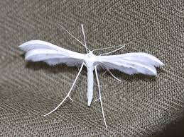 Attēlu rezultāti vaicājumam “Pterophorus pentadactyla”