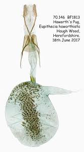 Attēlu rezultāti vaicājumam “Eupithecia icterata female”