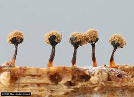 Attēlu rezultāti vaicājumam “Metatrichia sp.”