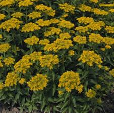Attēlu rezultāti vaicājumam “Sedum aizoon flower”