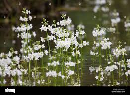 Attēlu rezultāti vaicājumam “Hottonia palustris”