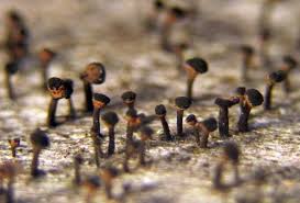 Attēlu rezultāti vaicājumam “Calicium salicinum”