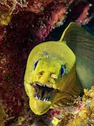 Image result for Gymnothorax funebris