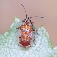 Attēlu rezultāti vaicājumam “Kleidocerys resedae”