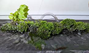 Attēlu rezultāti vaicājumam “Riccardia chamaedryfolia”