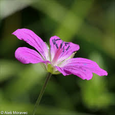 Attēlu rezultāti vaicājumam “Geranium palustre flower”