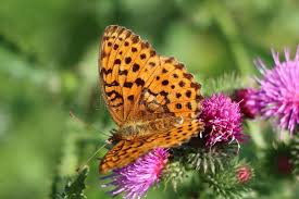 Attēlu rezultāti vaicājumam “Brenthis daphne underside”
