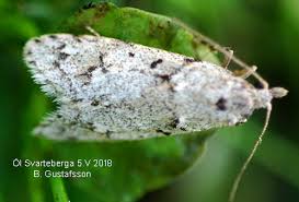 Attēlu rezultāti vaicājumam “Diurnea fagella”