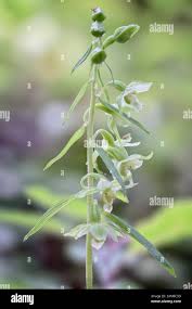 Attēlu rezultāti vaicājumam “Epipactis”