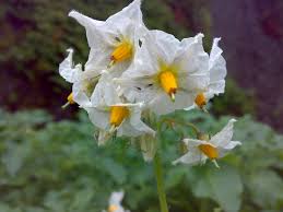 Attēlu rezultāti vaicājumam “Solanum tuberosum flower”