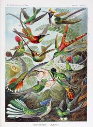 Image result for ernst haeckel