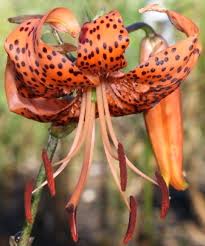 Attēlu rezultāti vaicājumam “Lilium lancifolium”