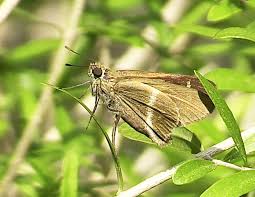 Attēlu rezultāti vaicājumam “Cribraria intricata young”