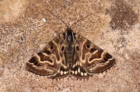 Attēlu rezultāti vaicājumam “Callistege mi”