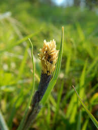 Attēlu rezultāti vaicājumam “Carex lasiocarpa male flower”