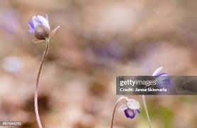 Attēlu rezultāti vaicājumam “Hepatica nobilis bud”