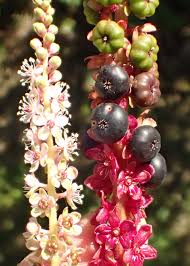 Attēlu rezultāti vaicājumam “Phytolaccaceae”