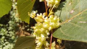 Attēlu rezultāti vaicājumam “Cuscuta europaea fruit”