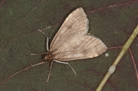 Attēlu rezultāti vaicājumam “Udea prunalis”