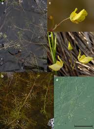 Attēlu rezultāti vaicājumam “Utricularia x neglecta leaf”