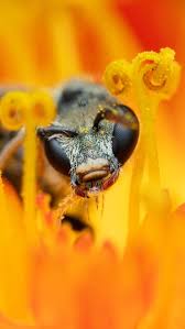 Attēlu rezultāti vaicājumam “Exoprosopa capucina”