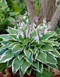 Image result for Hosta fortunei albomarginata
