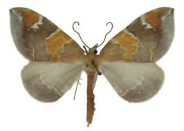 Attēlu rezultāti vaicājumam “Eulithis pyropata”