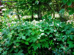 Attēlu rezultāti vaicājumam “Aegopodium podagraria leaf”