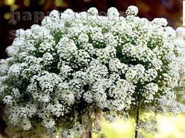 Image result for Alyssum diffusum
