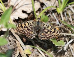 Attēlu rezultāti vaicājumam “Melitaea cinxia underside”
