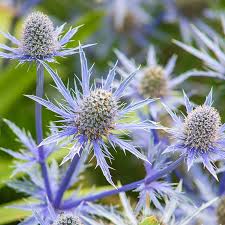 Attēlu rezultāti vaicājumam “Eryngium planum”