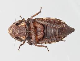 Attēlu rezultāti vaicājumam “Planaphrodes sp.”