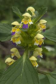 Attēlu rezultāti vaicājumam “Galeopsis speciosa leaf”