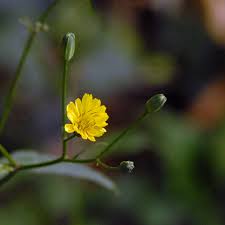 Attēlu rezultāti vaicājumam “Lapsana communis flower”