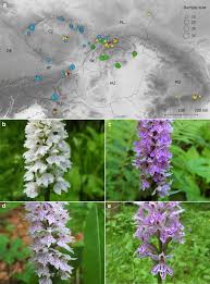 Attēlu rezultāti vaicājumam “Dactylorhiza fuchsii leaf”