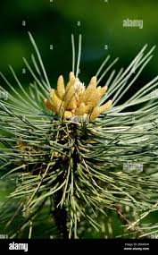 Attēlu rezultāti vaicājumam “Pinus sylvestris male flower”
