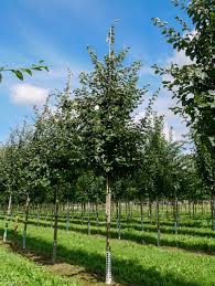 Attēlu rezultāti vaicājumam “Cydonia oblonga”