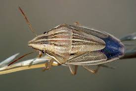 Attēlu rezultāti vaicājumam “Aelia acuminata”