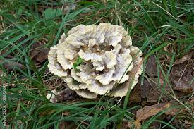 Attēlu rezultāti vaicājumam “Thelephora penicillata”