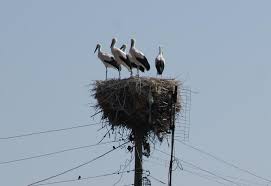 Attēlu rezultāti vaicājumam “Ciconia ciconia nest”