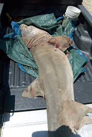 Image result for Cetorhinus maximus