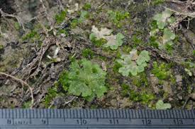 Attēlu rezultāti vaicājumam “Riccia cavernosa”