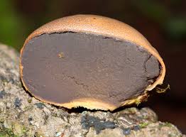 Attēlu rezultāti vaicājumam “Lycogala cf. fossiculatum macro”