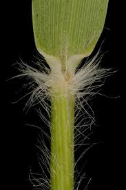 Attēlu rezultāti vaicājumam “Danthonia decumbens fruit”