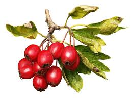 Attēlu rezultāti vaicājumam “Crataegus laevigata leaf”