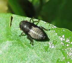 Attēlu rezultāti vaicājumam “Aleurochiton aceris nymph”