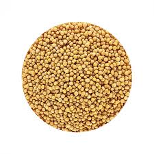 Attēlu rezultāti vaicājumam “Sinapis alba fruit”