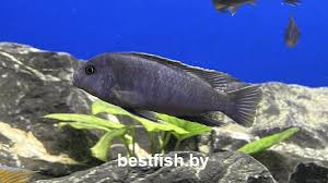 Risultati immagini per cynotilapia pulpican