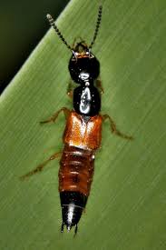 Billedresultat for rovbille