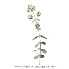 Attēlu rezultāti vaicājumam “Origanum majorana flower”